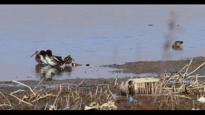 Common Snipe