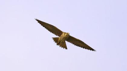 Ulu doğan