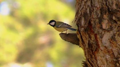 Great Tit