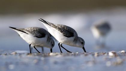 Sanderling