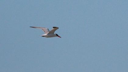 Caspian Tern