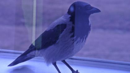 Hooded Crow