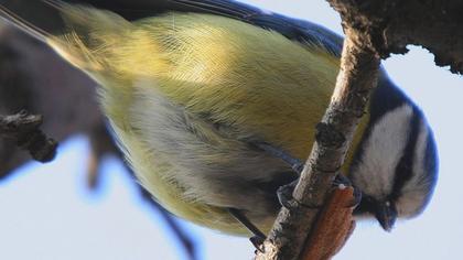 Eurasian Blue Tit