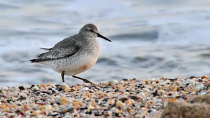 Red Knot