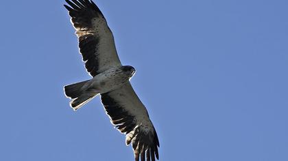 Booted Eagle