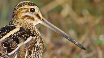 Suçulluğu