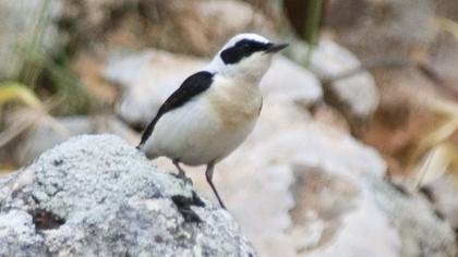 Black-eared Wheatear