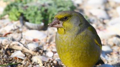 European Greenfinch
