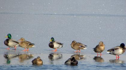 Mallard