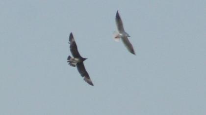 Pomarine Jaeger