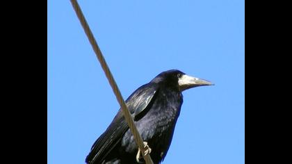 Rook