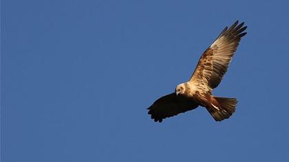 Western Marsh Harrier