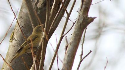 Common Chiffchaff