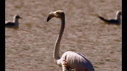Flamingo