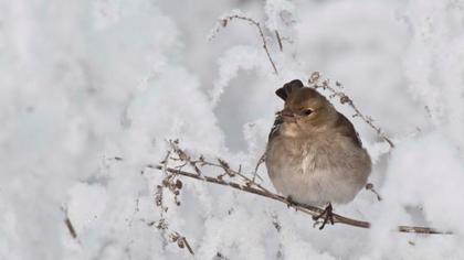 Common Chaffinch