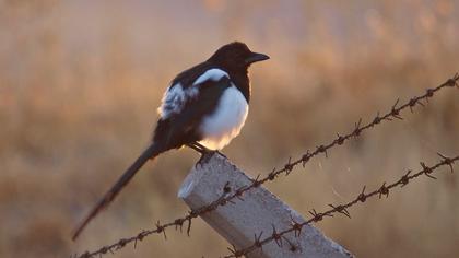 Eurasian Magpie
