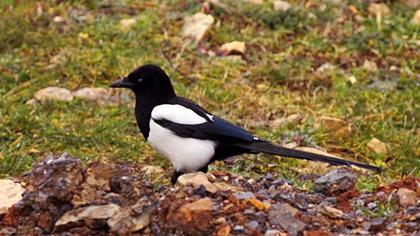 Eurasian Magpie