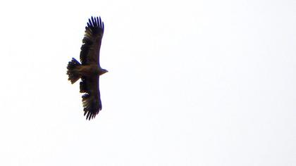Şah kartal