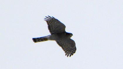 Atmaca