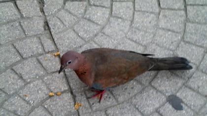 Küçük kumru