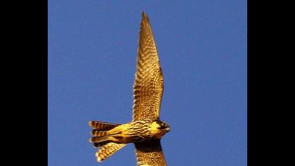Ada doğanı