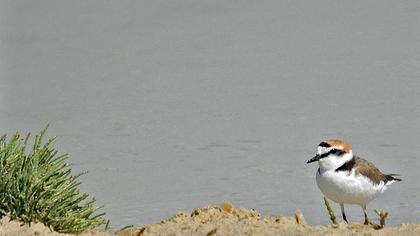 Kentish Plover