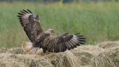 Long-legged Buzzard