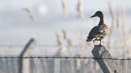 Mallard