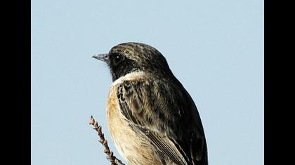 European Stonechat