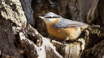 Sıvacı