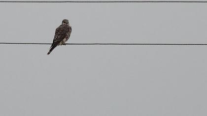 Merlin