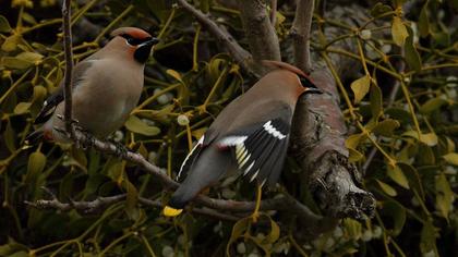 Bohemian Waxwing