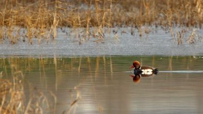 Red-crested Pochard