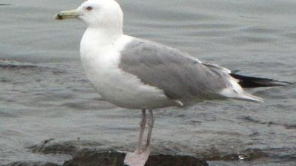 Caspian Gull