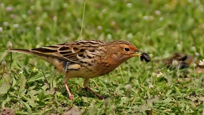 Red-throated Pipit