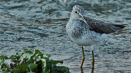 Common Greenshank