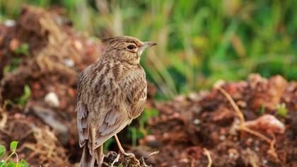 Crested Lark
