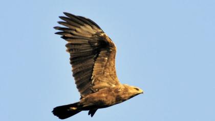 Küçük orman kartalı
