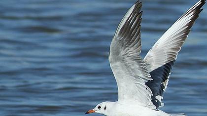 Karabaş martı