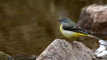 Grey Wagtail