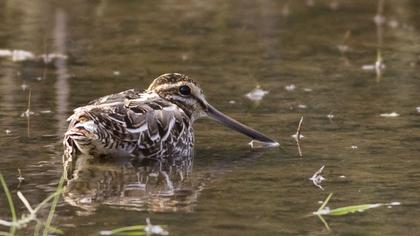 Common Snipe