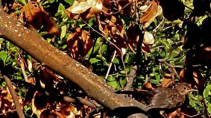 Common Blackbird