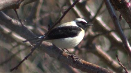 Black-eared Wheatear