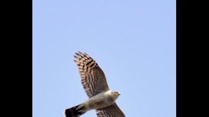 Atmaca