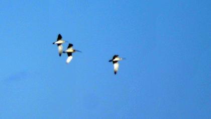 Eurasian Curlew