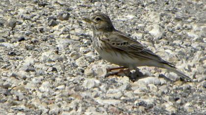 Turkestan Short-toed Lark