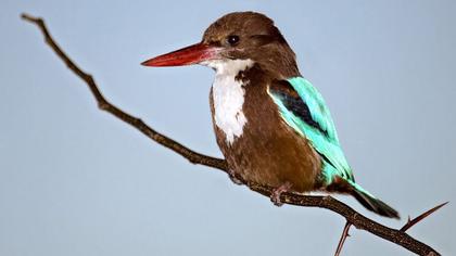 White-throated Kingfisher