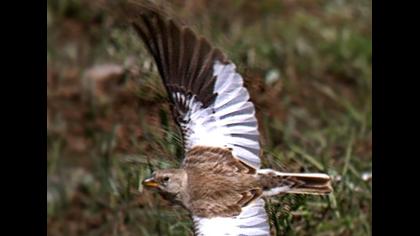 White-winged Snowfinch