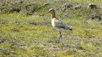 Black-tailed Godwit