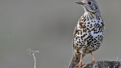 Mistle Thrush